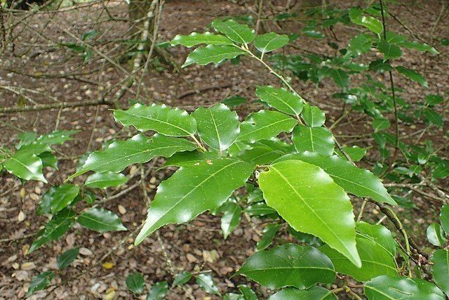 Prunus Lusitánica