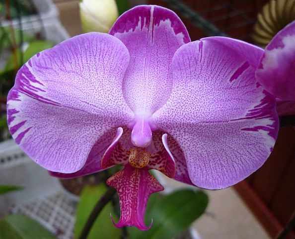 Detalles de la Orquídea