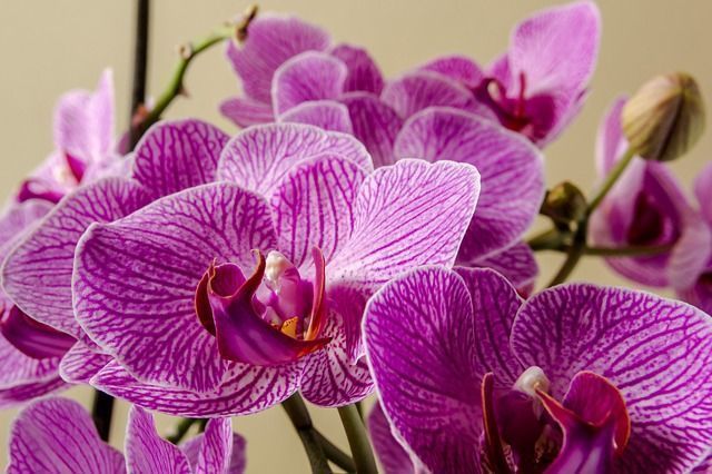 Cuidados de la orquídea