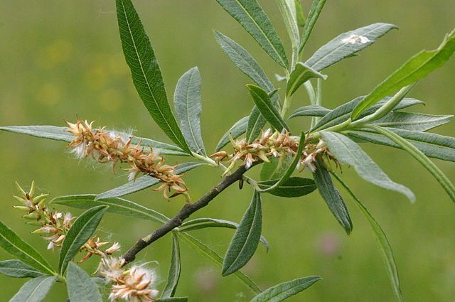 Salix eleagnos. Ver arbol su hoja y fruto