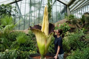 Amorphophallus titanum