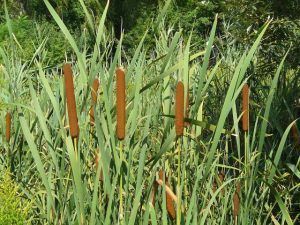 Cuidados de Typha angustifolia 