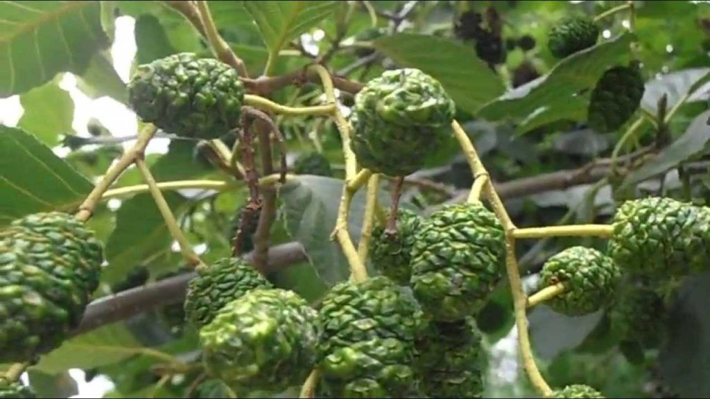 Aliso. Cuidados de la planta y su cultivo