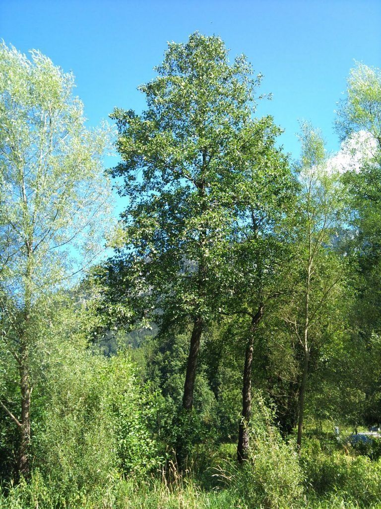 Aliso. Cuidados de la planta y su cultivo