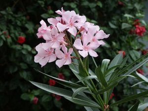 Características de la Nerium oleander